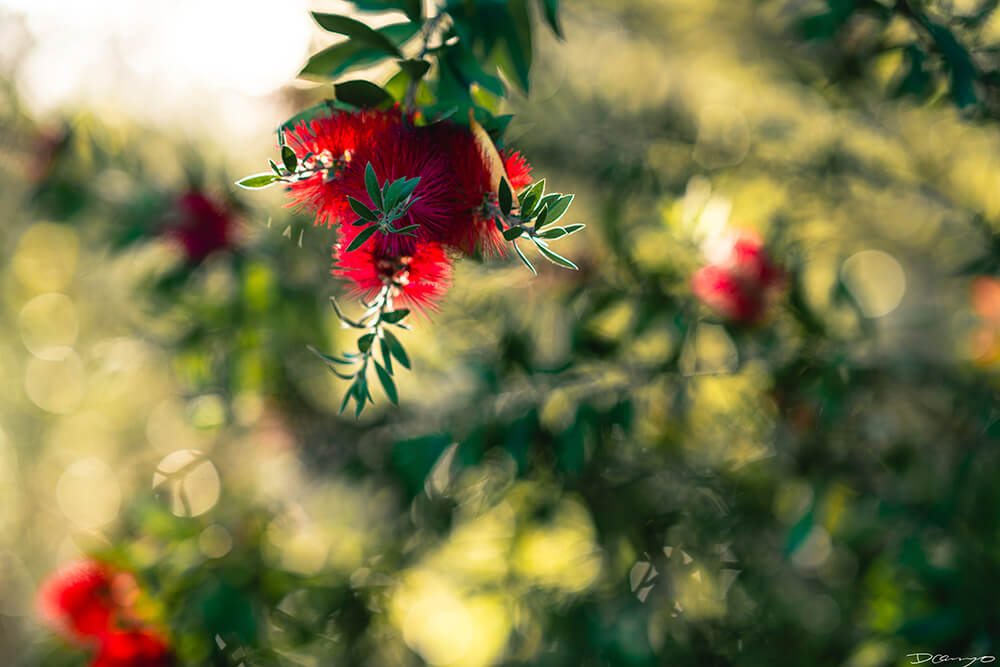 Floral, natural, and textural photos from my travels in the Bay Area in California, and more.